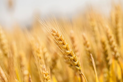 Wheat straw
