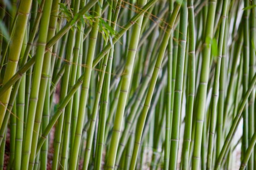 Bamboo