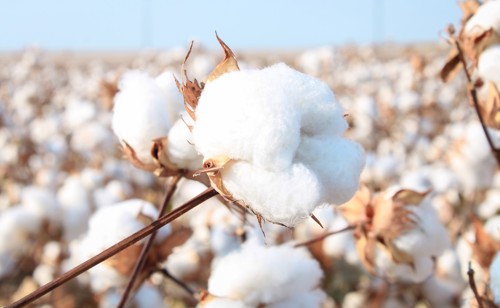 Cotton